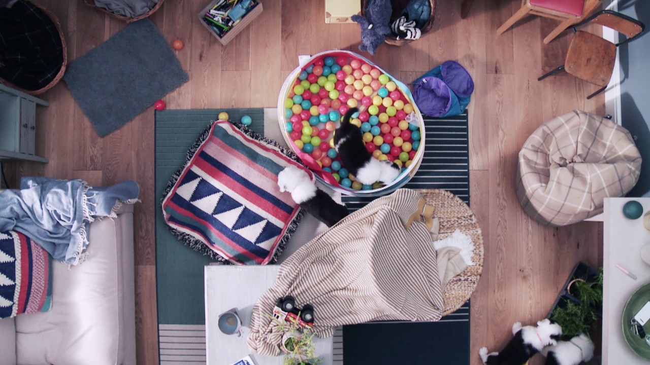 The Dulux Puppy Playdate - Introductions