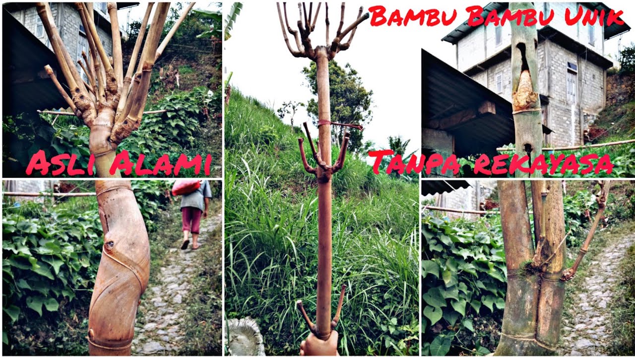 Bambu Unik Rajut Sukmo Dan Songgobuono
