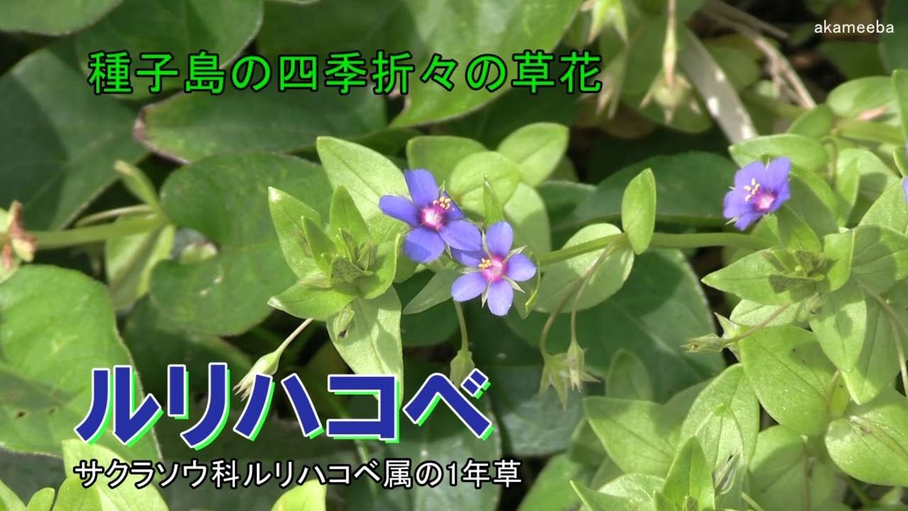 ルリハコベ 清明のころ茎の葉腋に瑠璃色の小さい花を1個つけた開花風景令和8年AIナレーション案内 - 種子島の四季折々の草花