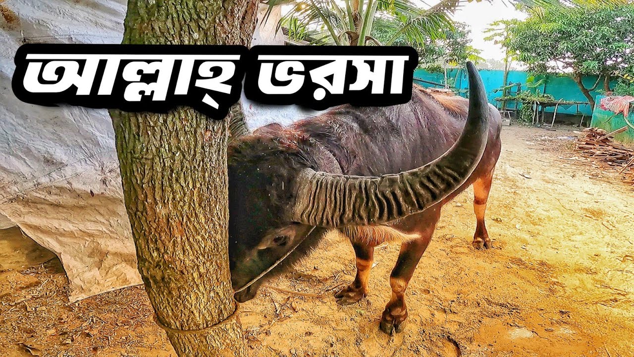 খামারের গরু মহিষের আপডেট আর কিছু কথা || Purbasha Agro