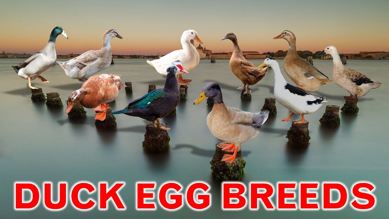 Top 10 Best Egg Laying Duck Breeds