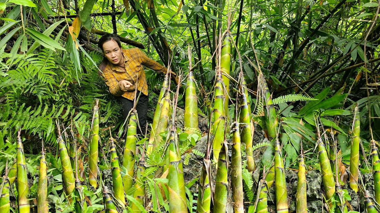 Lonely Woman Goes Into The Forest To Find Bamboo Shoots - To Have A Peaceful Life Every Day