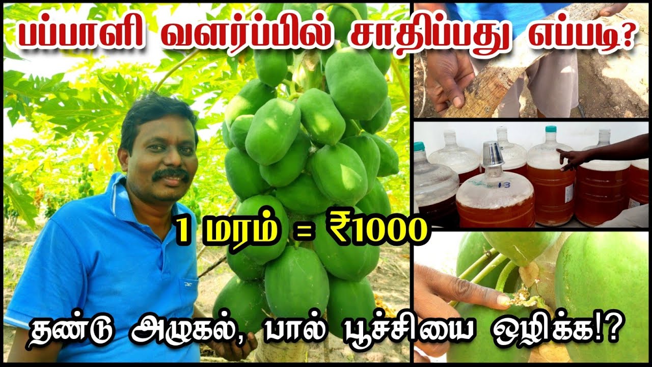 பப்பாளி வளர்ப்பில் சாதிப்பது எப்படி? || 1 மரம் = ₹1000 || தண்டு அழுகல், பால் பூச்சியை தடுக்க!?