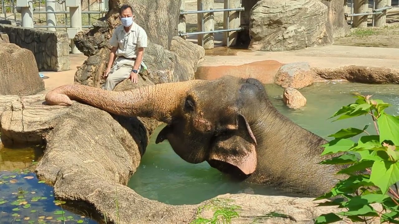 Walder the elephant interacts with his favorite keeper.  Higashiyama Zoo