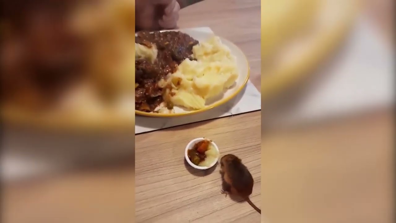 Harvest mouse eats mini versions of owners meals