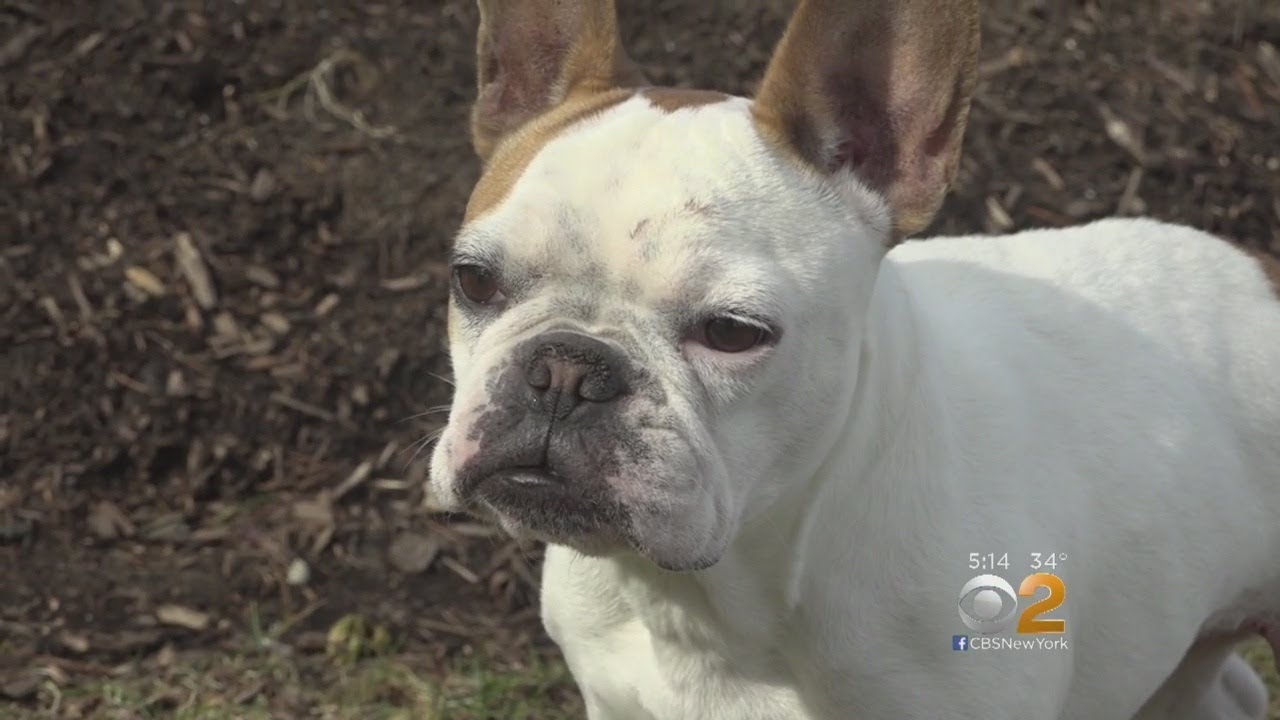 Hawk Swoops Down On Dog