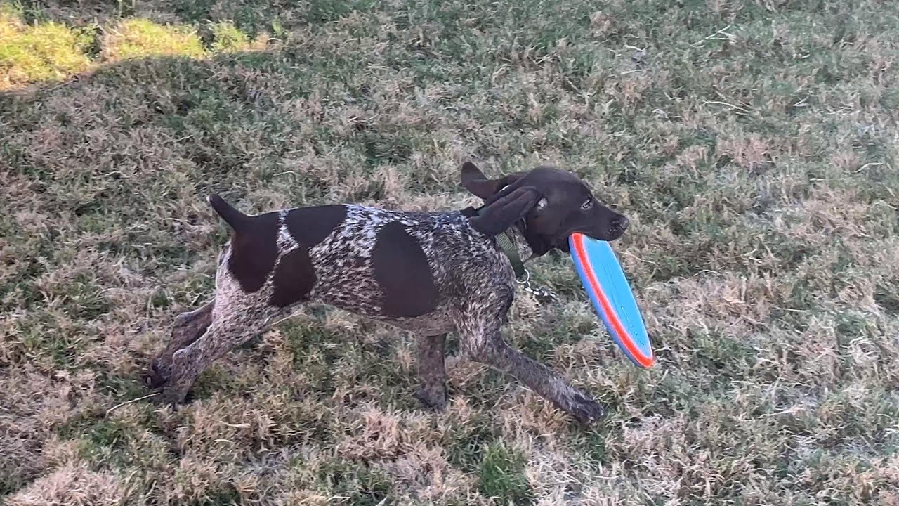 Archie the German Shorthaired Pointer Discovers FRISBEE!