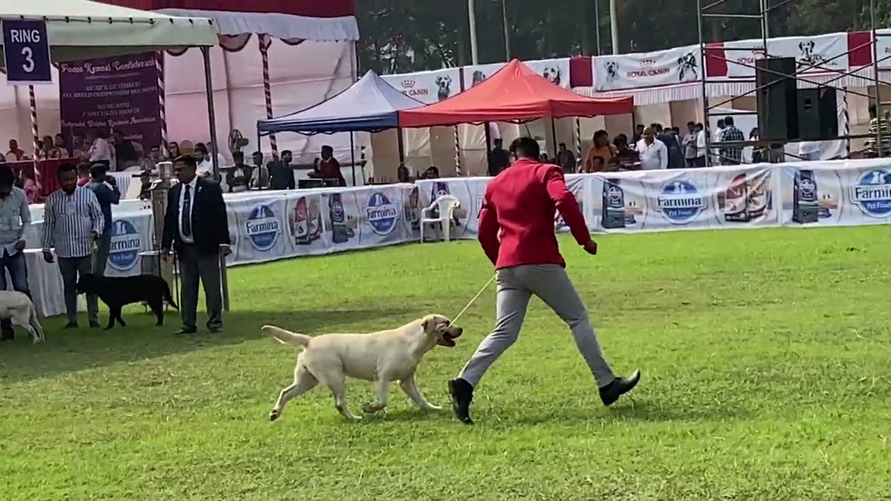 Labrador Retriever Dog Show 2022 | Pune Dog Show | Dog Show in India | Labrador Dog Specialty Show