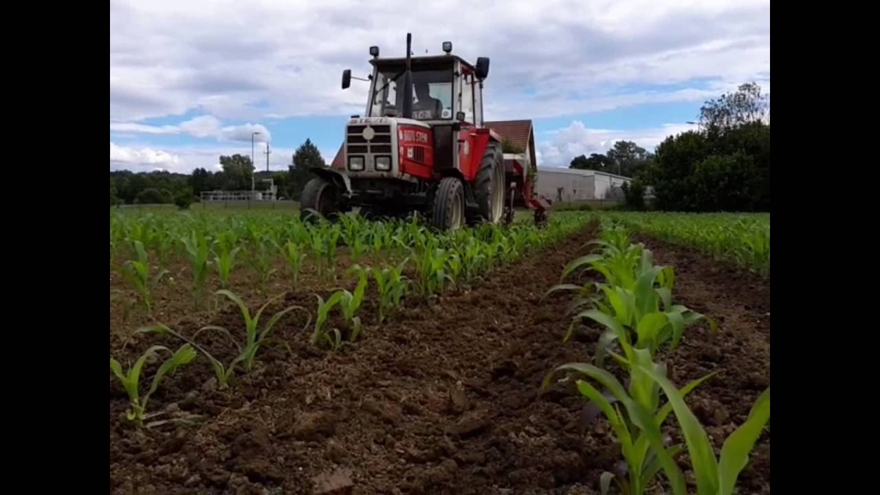 Mais Hacken mit steyr 8070