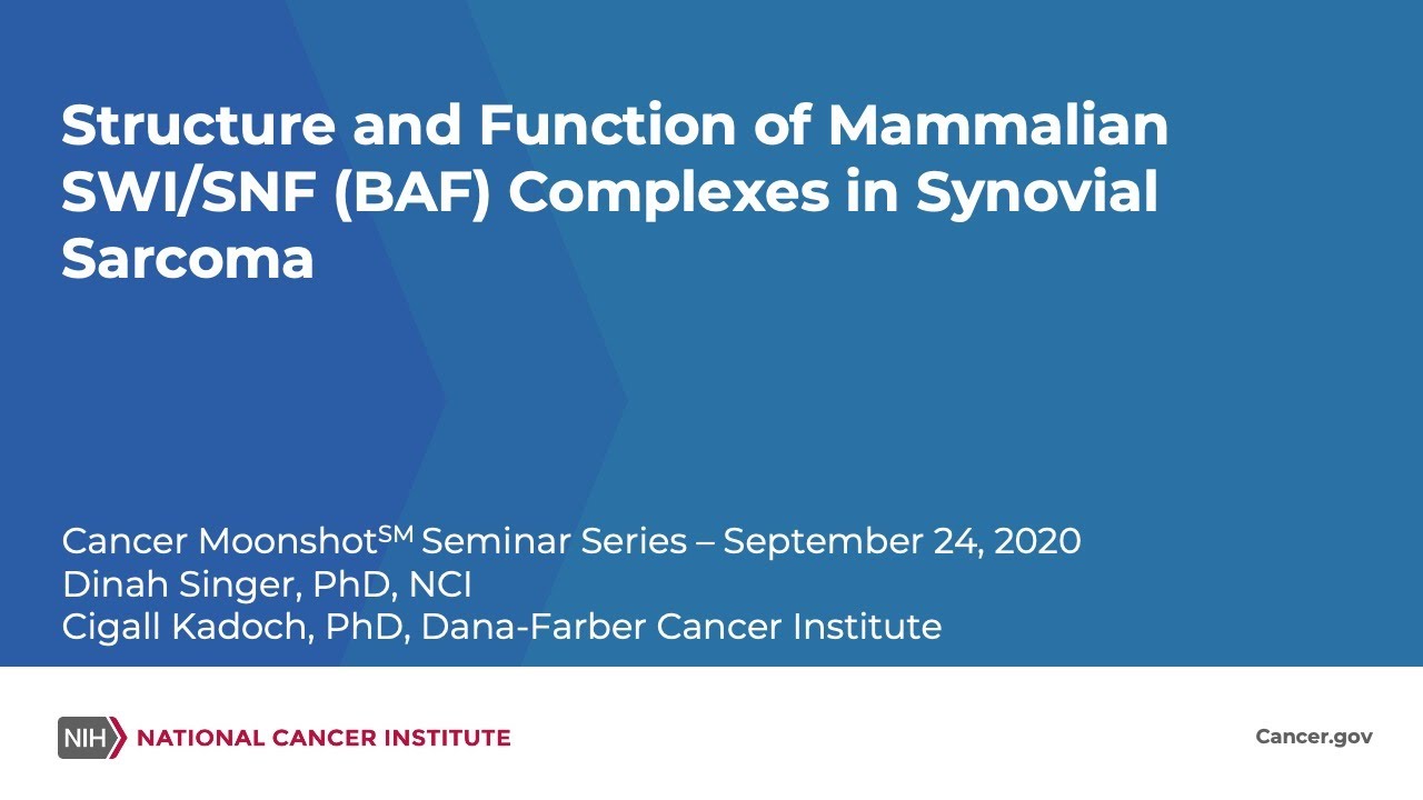 Structure and Function of Mammalian SWI/SNF (BAF) Complexes in Synovial Sarcoma