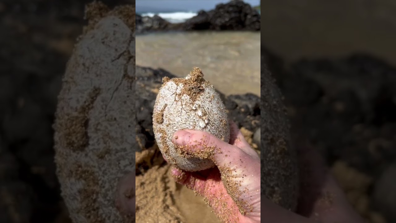 Crazy beach discovery!