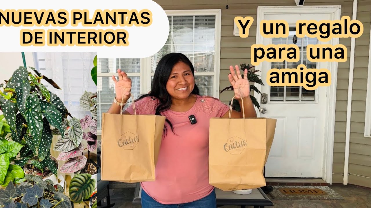 Nuevas plantas  de interior y un hermoso regalo para una amiga 