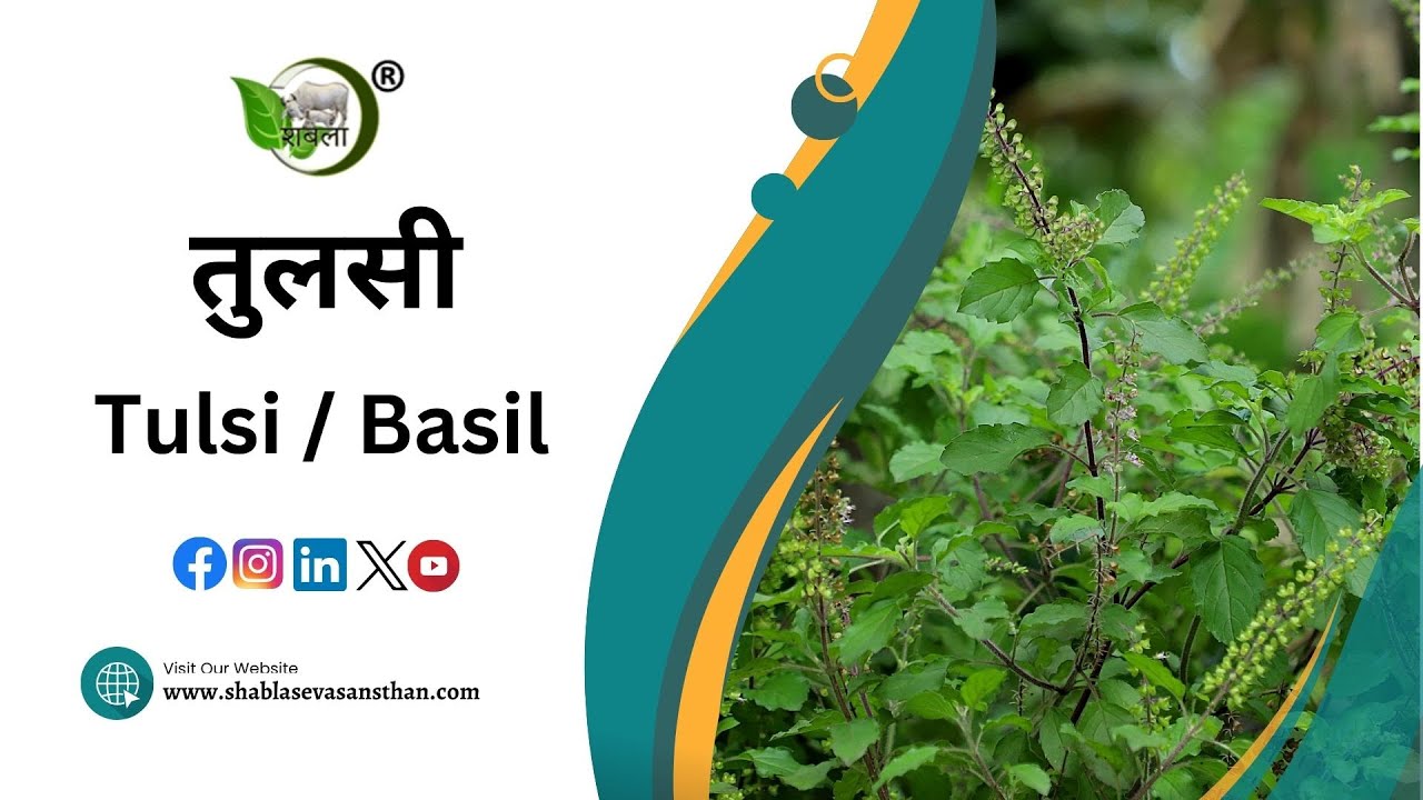 #तुलसी की खेती और उसके फायदे ( लागत और कमाई ) | #Tulsi Farming and Its Benefits