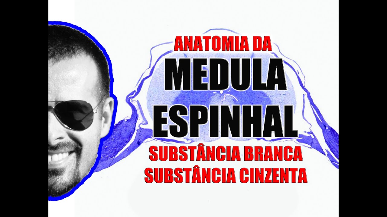 Anatomia da Medula Espinal: Substância branca e cinzenta - Sistema Nervoso - VideoAula 091
