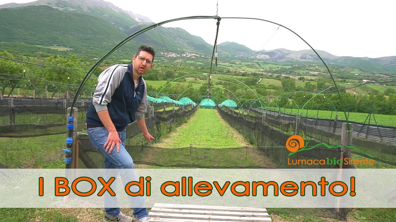 I Box di allevamento - strutture fondamentali in un allevamento elicicolo