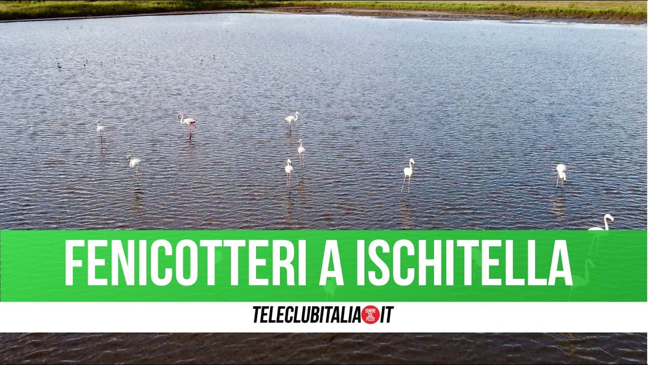 I fenicotteri e la rinascita dell'oasi delle Soglitelle a Villa Literno