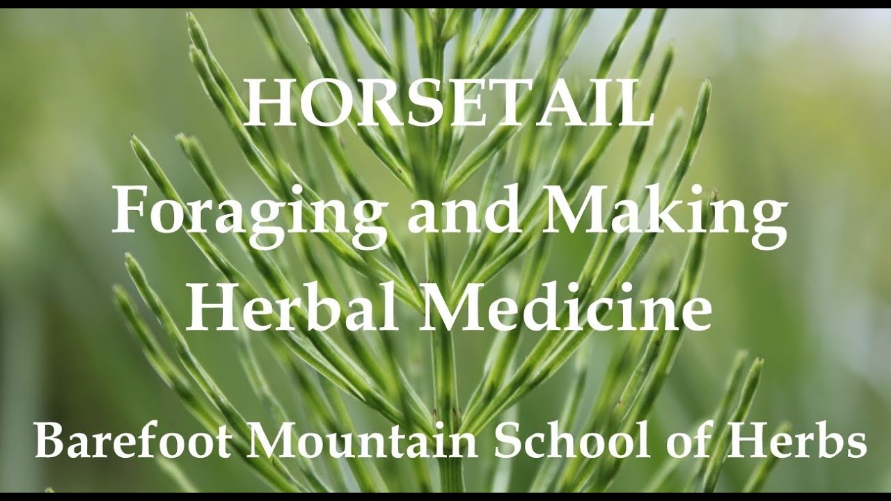 Horsetail - Identifying, Foraging, and Making Herbal Medicine