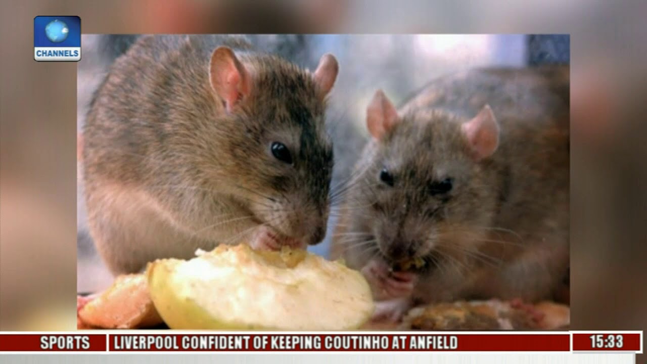 Examining The Recent Outbreak Of LASSA Fever In Nigeria Pt.1 | Big Story |