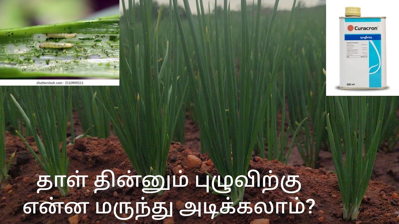 சின்ன வெங்காயம் 20 ஆம் நாள் பூச்சி மற்றும் உர மேலாண்மை.