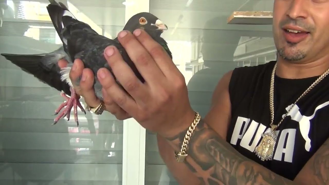 Reproductores de Ramoncito Perreira