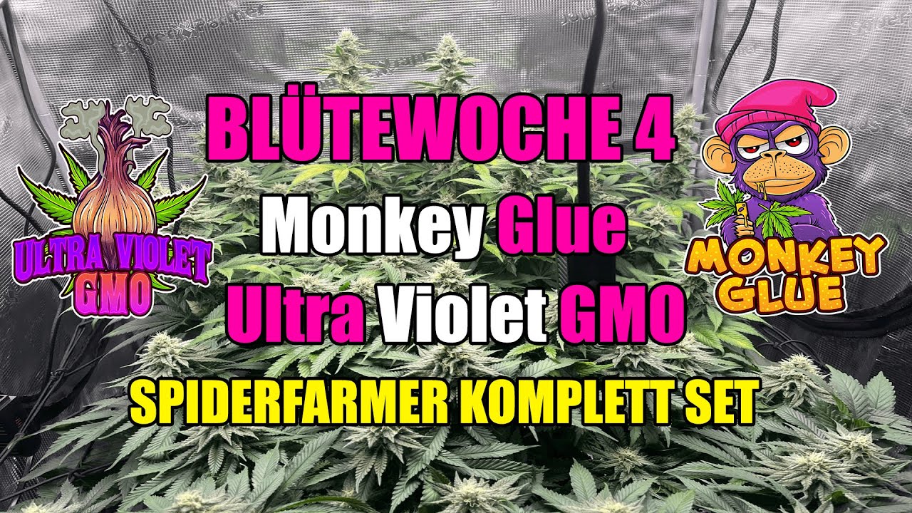 Winter Grow 2025 🌱 |  Monkey Glue & Ultra Violette GMO | Blüte WOCHE 4 Spider Farmer Setup