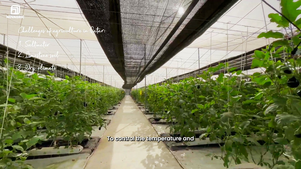Planting Tomatoes 🍅 Cucumbers 🥒 & Aubergines 🍆 in greenhouses (Project in QATAR)