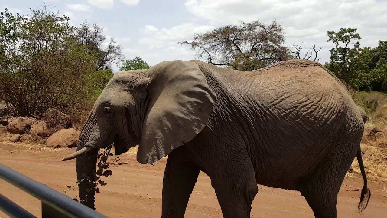 The Swicks African Honeymoon