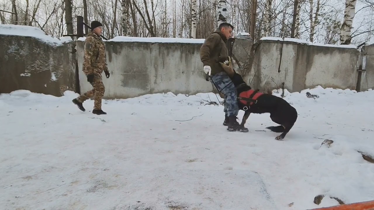 Защитный раздел (Послушание).