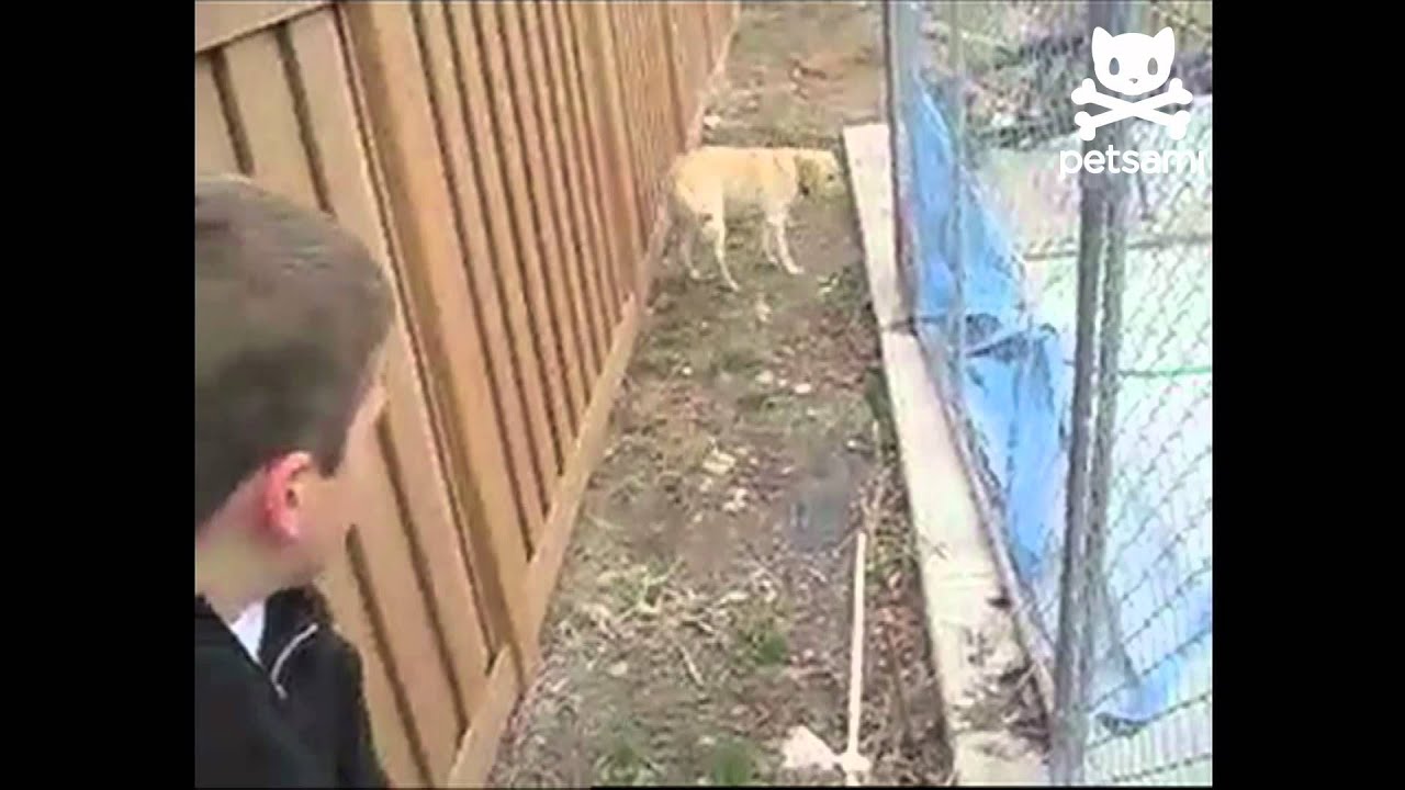 Kid risks life retrieving ball from scary dog
