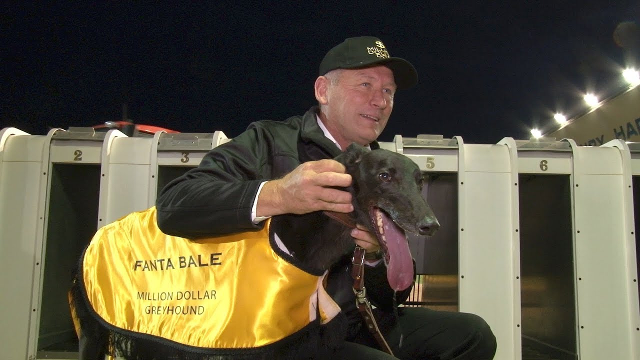 Million Dollar greyhound Fanta Bale