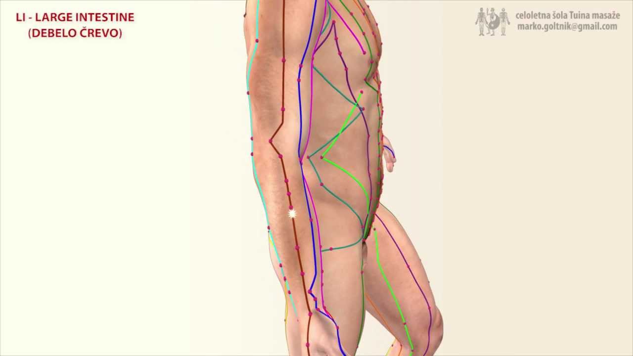 LI - LARGE INTESTINE MERIDIAN (Meridijan Debelega črevesa)