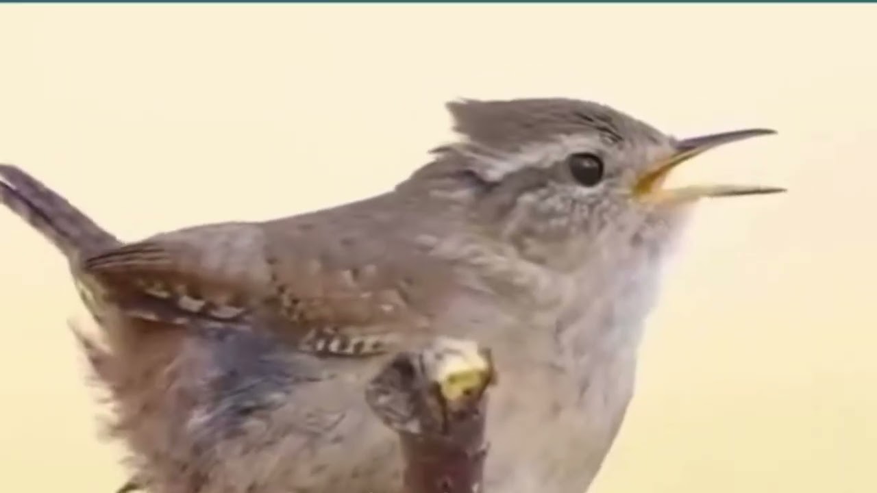 Birds Chirping Nature Sounds | Relaxation, Sleep & Meditation
