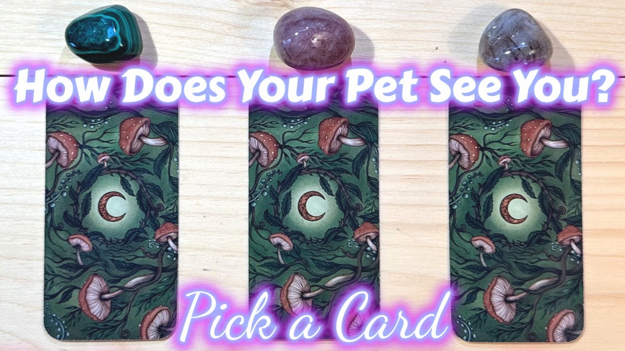 HOW DOES YOUR PET SEE YOU? PLUS A MESSAGE FROM THEM! 🐶 PICK A CARD TAROT READING 🐱🐭🐰🐍🐦