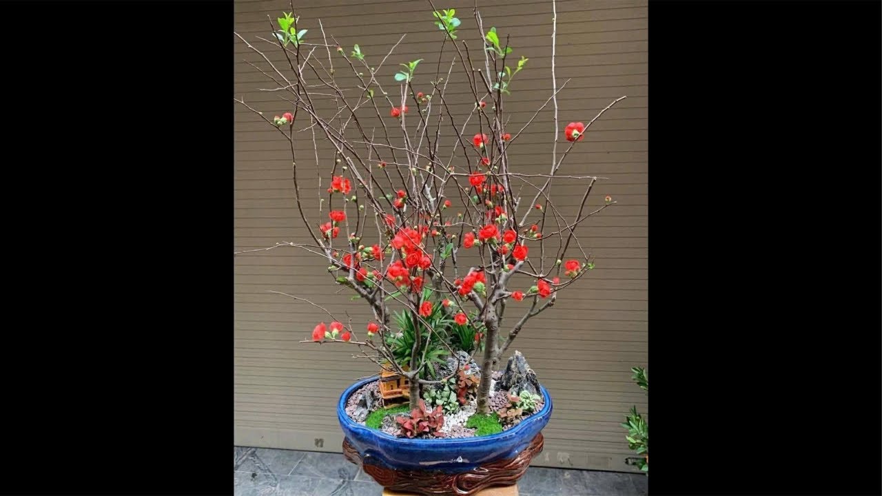 Live tối 22/1 mai đỏ và hoa lan tết…lh 0393998895