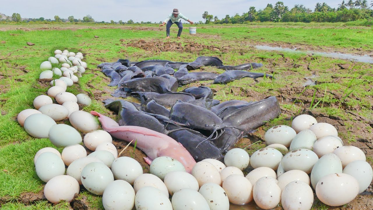 UNBELIEVABLE! Giant Catfish Nest Found FULL of Eggs 😱