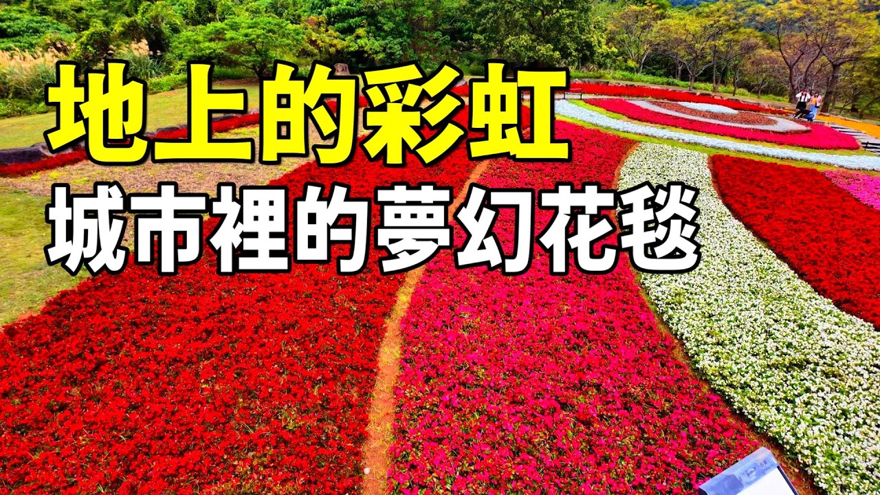 搭捷運就能到！隱身市區的漸層色花海祕境 | 絕美花毯，台版富良野就在北投