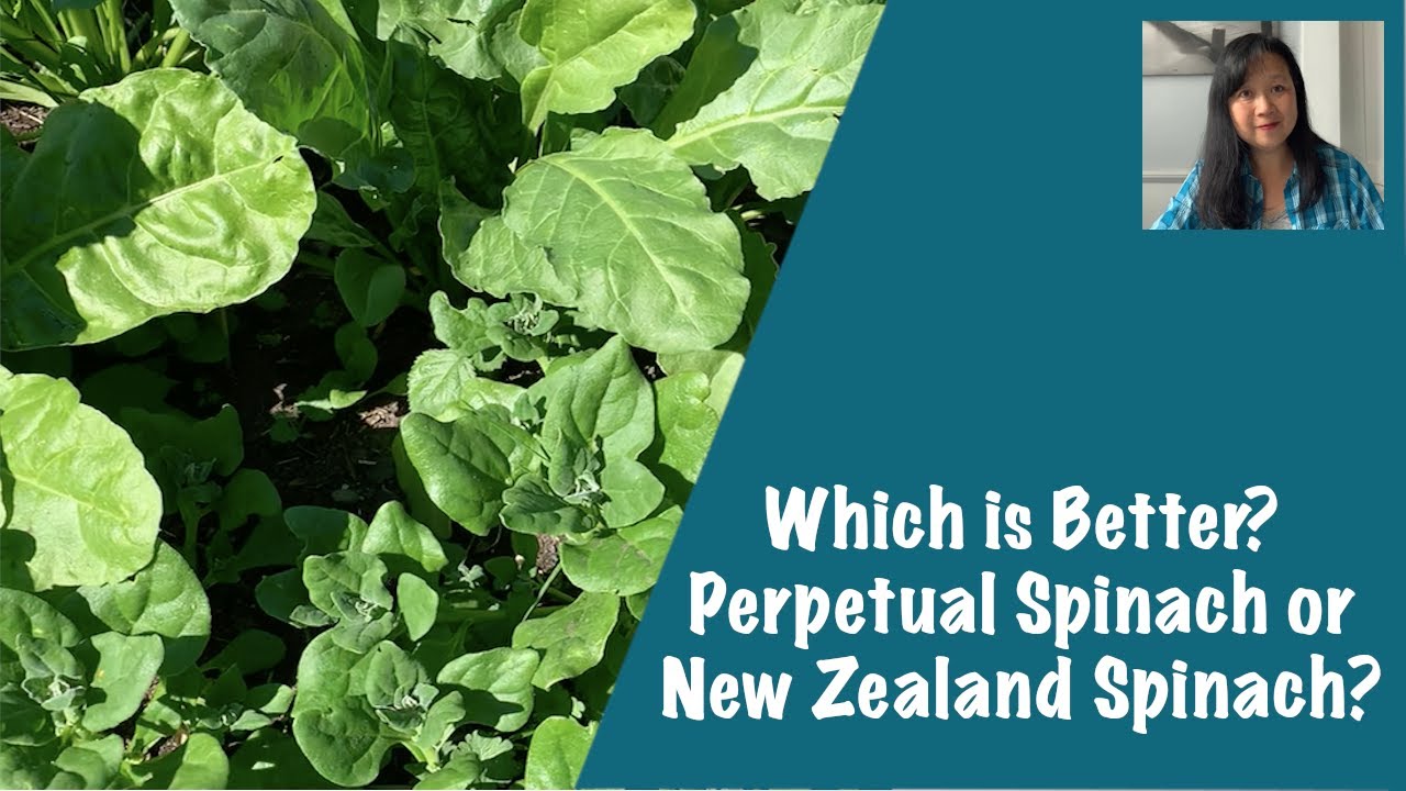 Which Fake Spinach is Better: Perpetual Spinach or New Zealand Spinach?