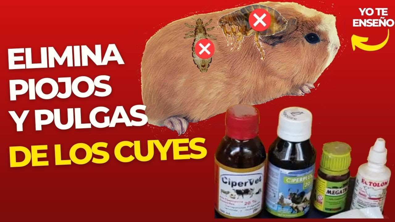 Eliminación de Piojos y Pulgas en Cuyes│ Paracitos externos