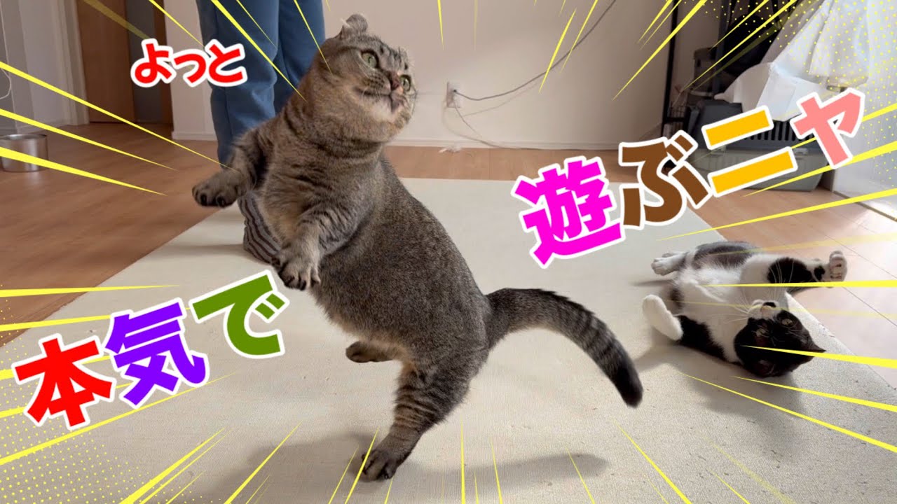 猫じゃらし上手い時と下手な時、猫のテンションはどれだけ変わる？