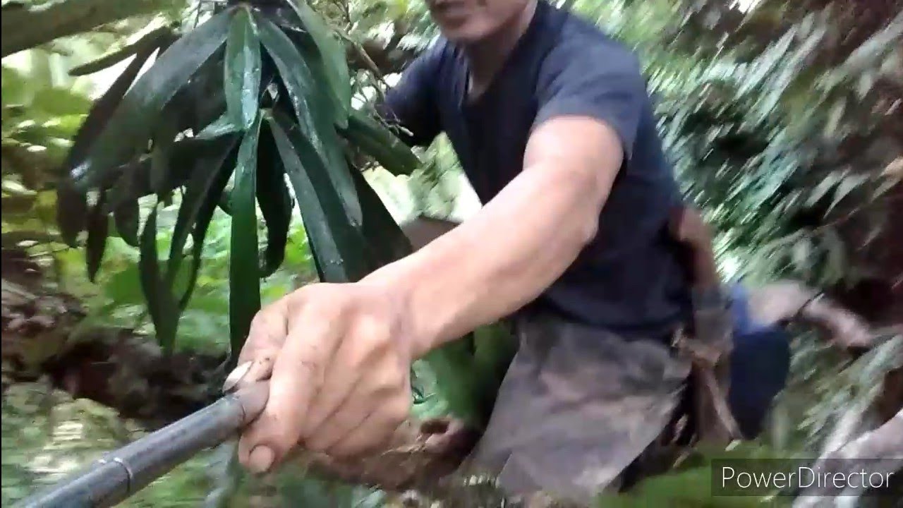 Wild ORCHIDS /manan-aw pag akyat at pagkuha. Ang taas talaga.