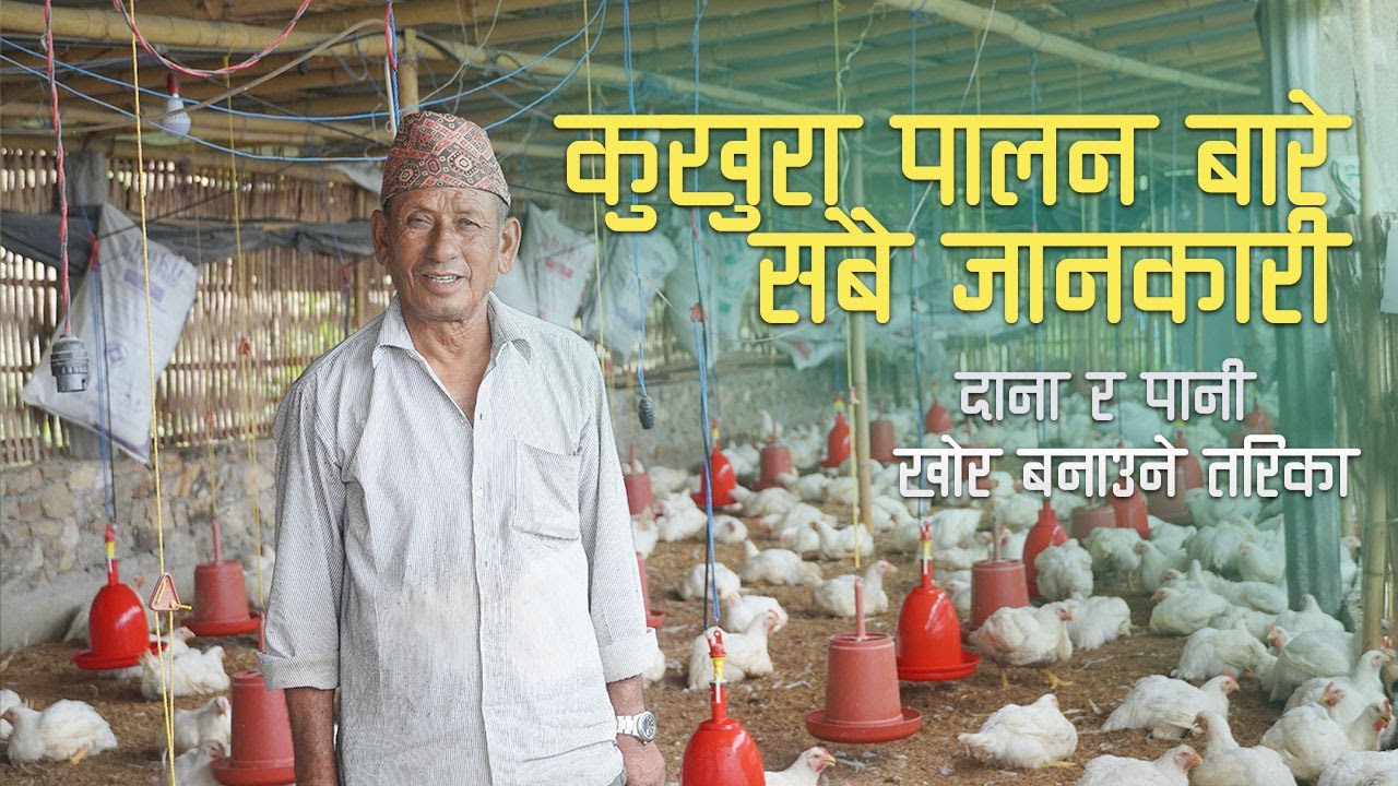 Poultry Farming Business in Nepal। कुखुरा पालन । Kukhura Palan । Business Stories Nepal।2021
