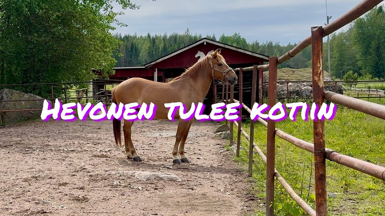 Hevonen tulee kotiin 🤩