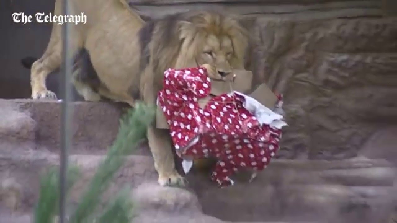 Polish zoo gives all its animals Christmas presents