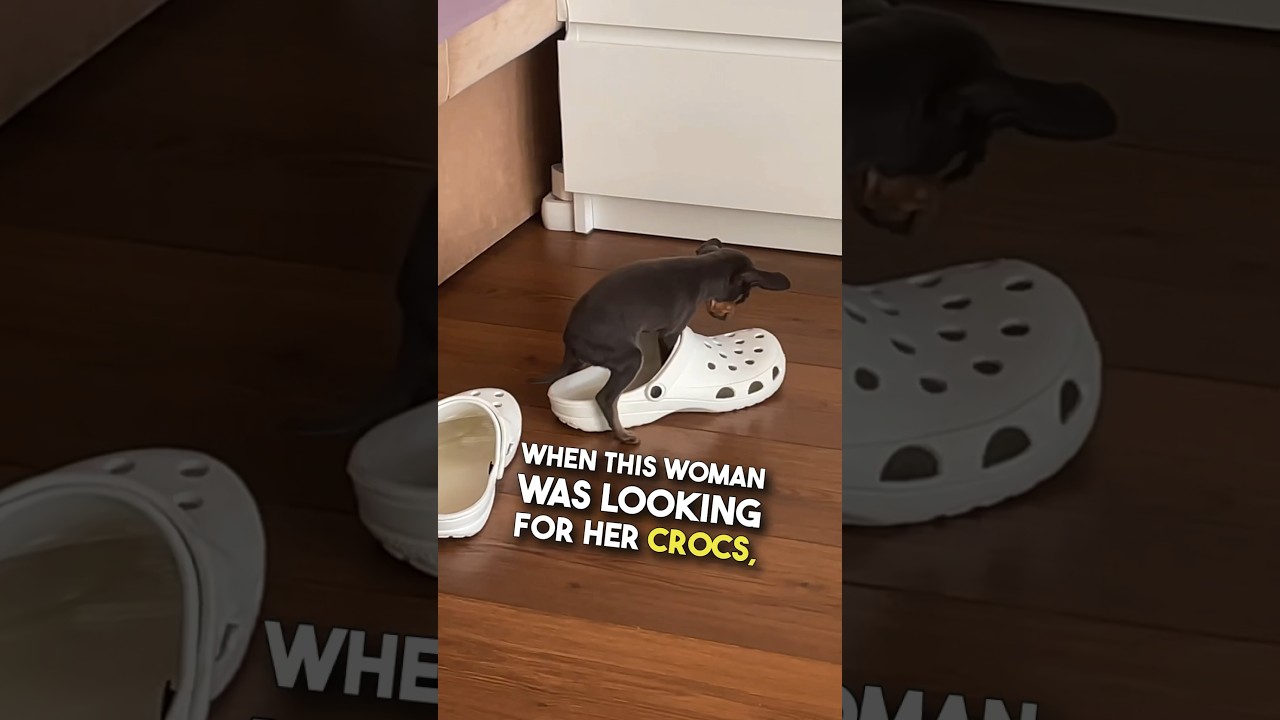 This dog is an official Croc Warmer 😂❤️ 