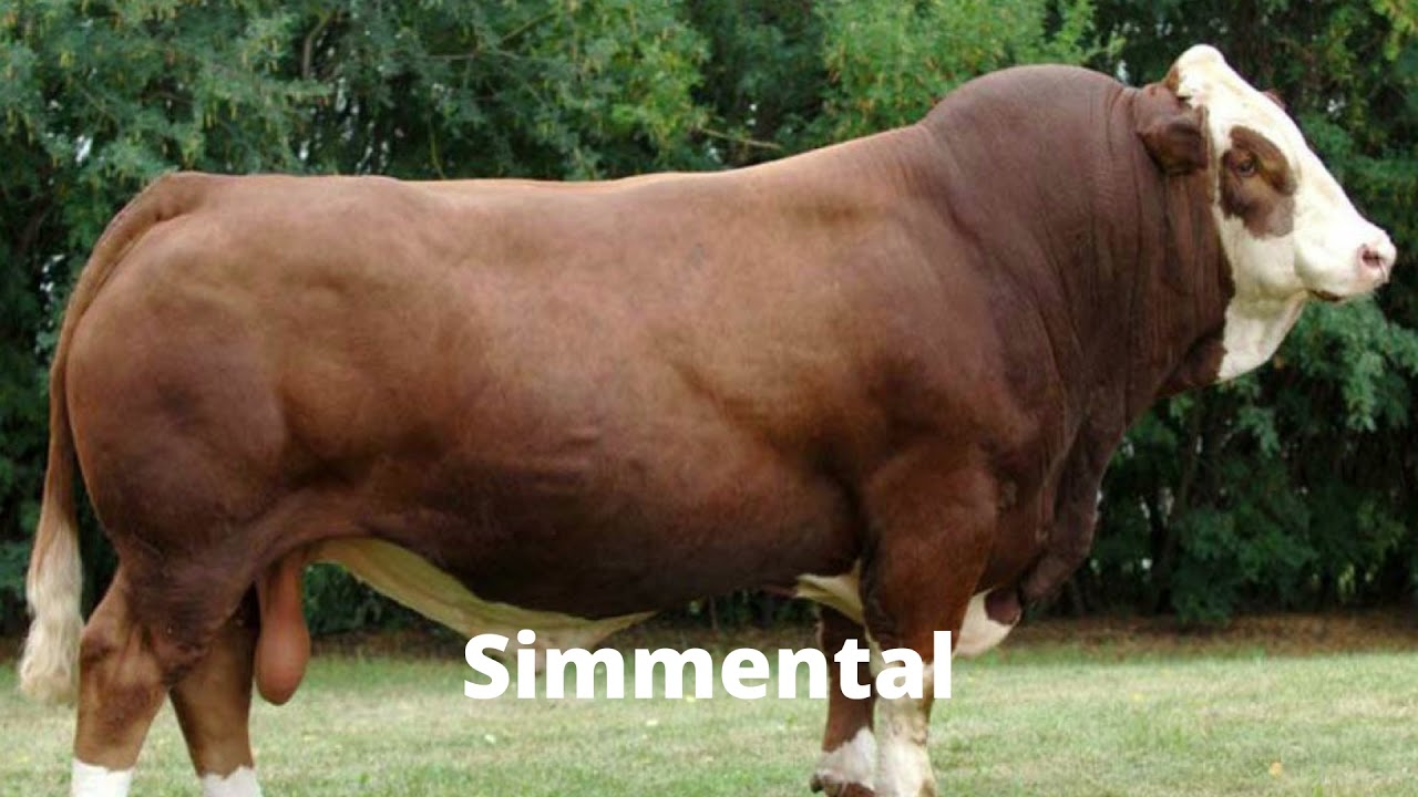 Baka-Baka Lembu Terbesar Dunia