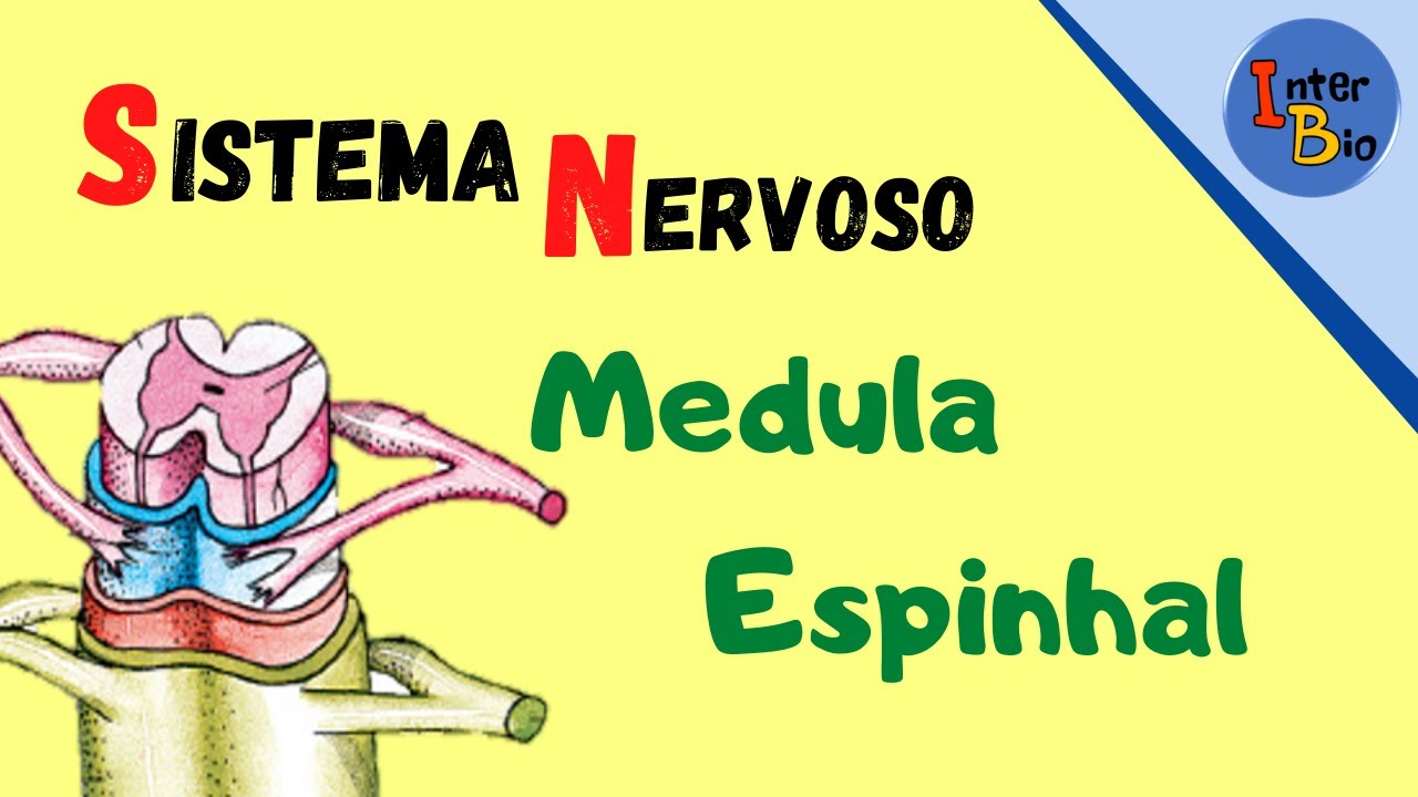 Medula Espinhal