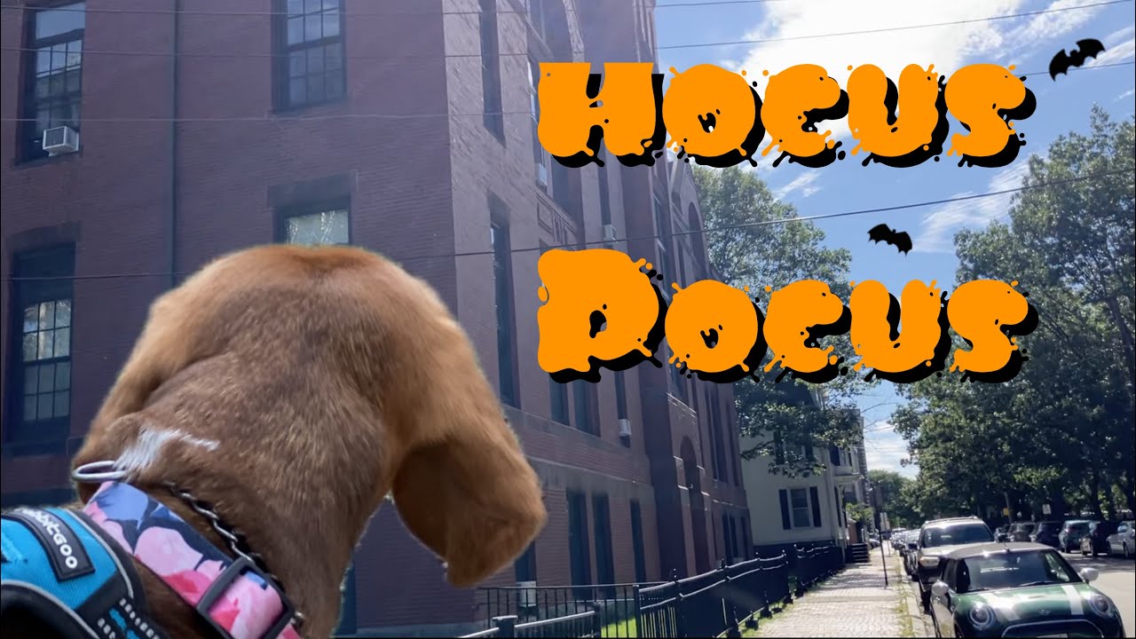 Cute Beagle visits Massachusetts | Part 4