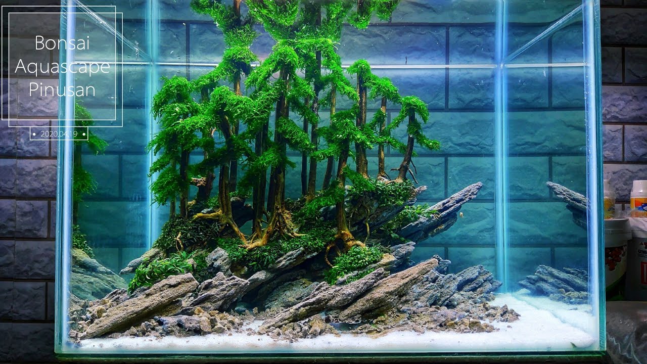 #172 Keren banged,bonsai Aquascape tema pinusan [subtitle english]