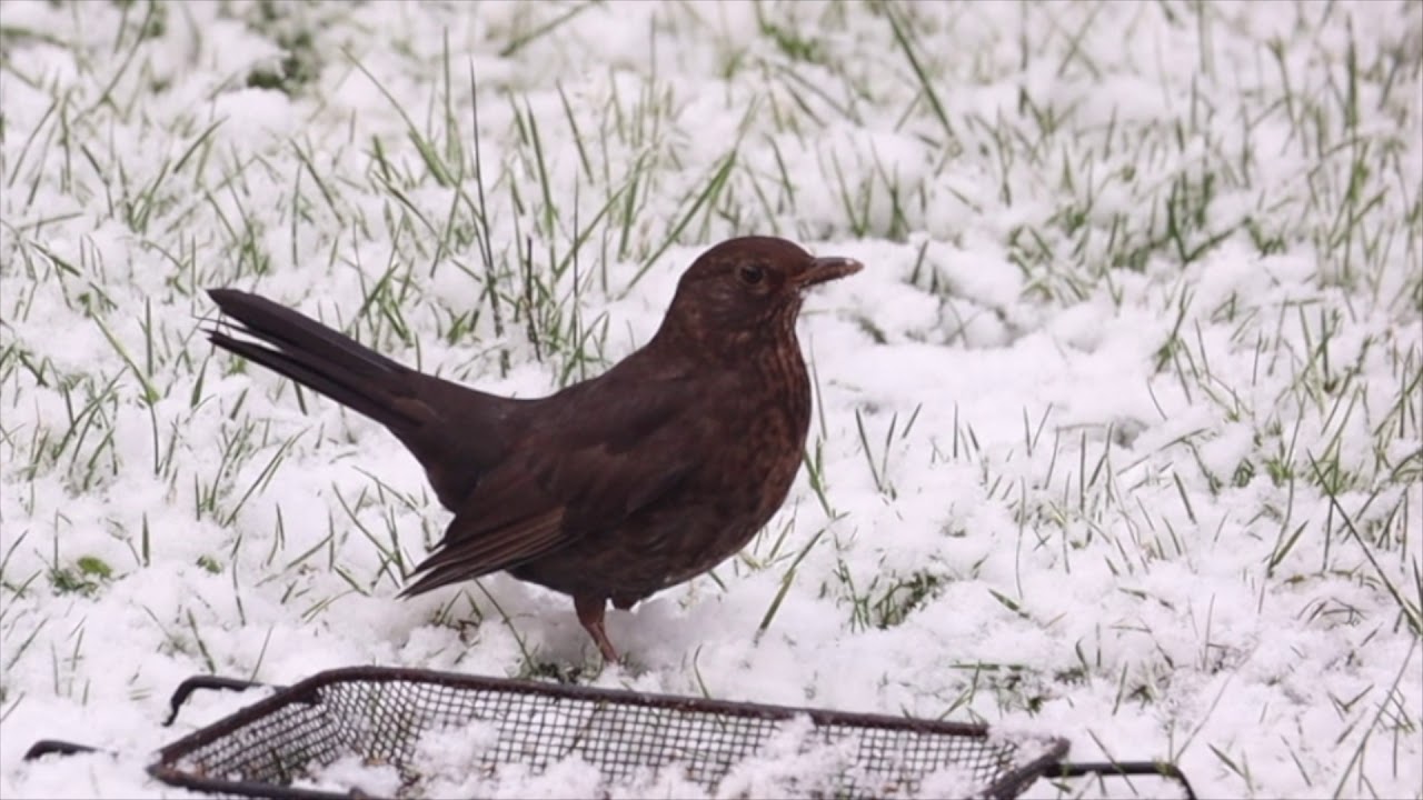 Nature close up, Episode 1