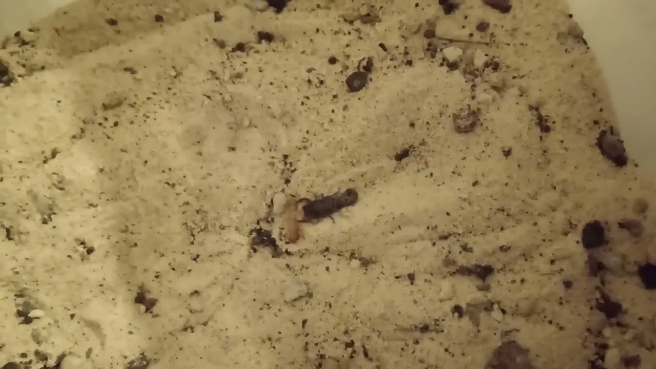 Scorpion feeding